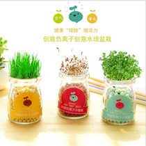 Mini flower hydroponic green plant ornaments mint small potted indoor good nourishment negative ion desktop bonsai green plants