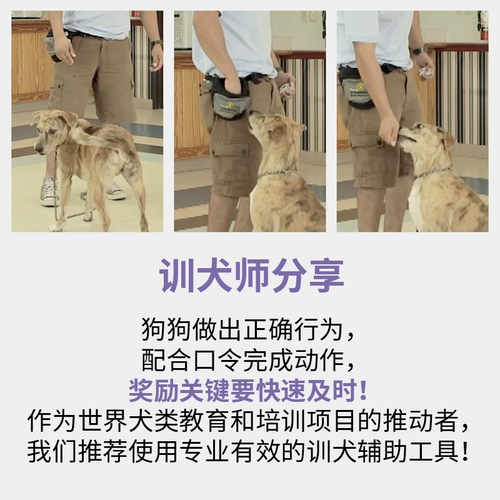 Американская звезда звезда, тренировки собак, дрессировки собак, собачья, собачья, дрессировщик собак