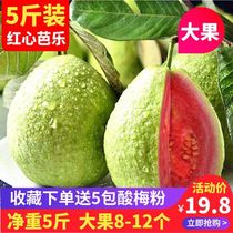 Red heart guava extra large fruit soft waxy Guangdong fresh guava specialty 5 pounds of pregnant women in the season carmine Pan Shi