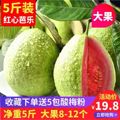 Red heart guava extra large fruit soft waxy Guangdong fresh guava specialty 5 kg pregnant women seasonal carmine Pan Shi