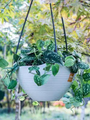 Second kill IRIS flowerpot plastic hanging bowl hanging pot Golden Vine ivy vine succulent plant hanging with Hook
