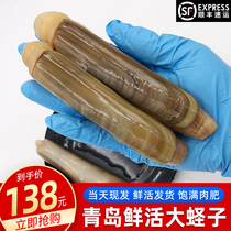 Razon bamboo clams fresh big bamboo clam King King extra large sand-free shellfish seafood 500g