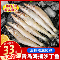 Sardines fresh live frozen deep sea fish Qingdao seafood aquatic baby food supplement 500 grams full 3 servings