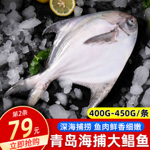 Pomfret fresh silver pomfret oversize sea fish White Pomfret Qingdao seafood aquatic products 400-450g