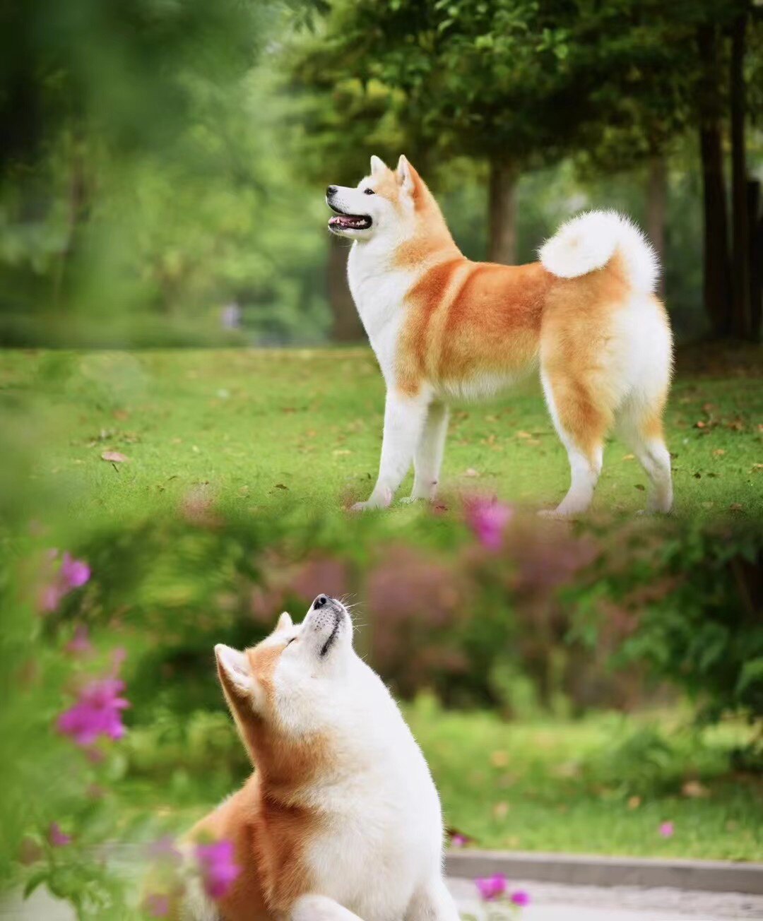 北京日保犬舍