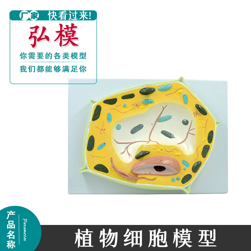 弘模植物细胞模型植物显微标本放大细胞结构生物教学模型展示用具