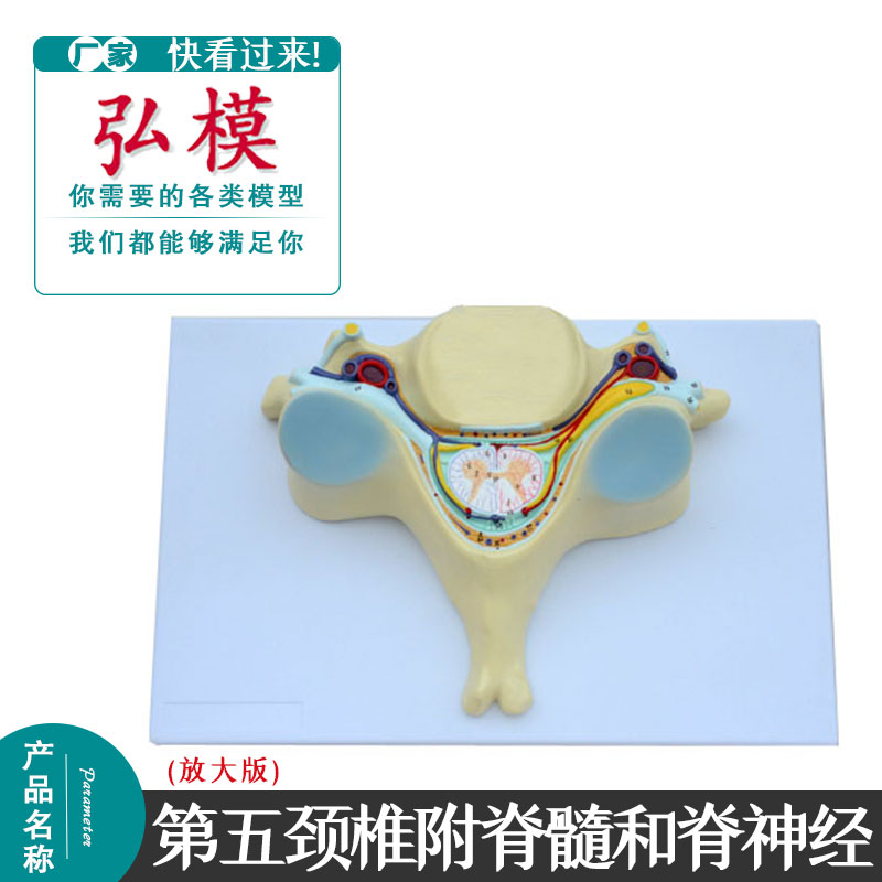 人体第五颈椎模型 脊髓脊横断面神经放大模型 椎横断解剖颈椎模型