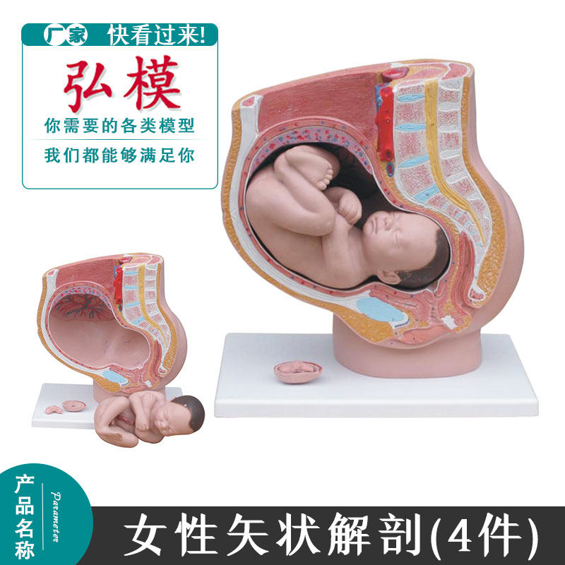 女性妊娠矢状解剖模型 附胎儿 (4件) 妇科模型分娩模型示教