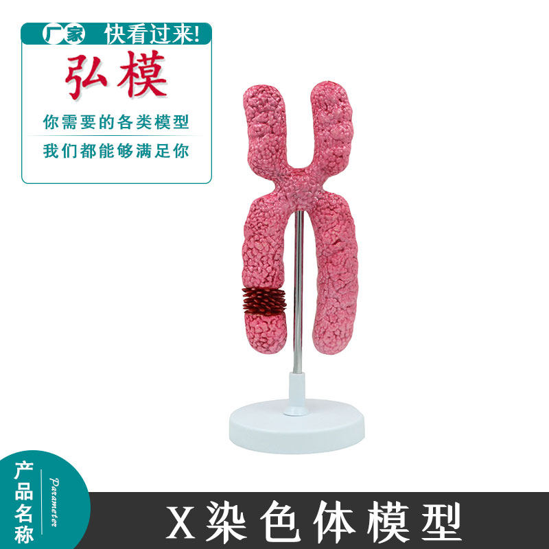 弘模X染色体模型减数分裂中性生物教学细胞人体解剖模型细胞模型