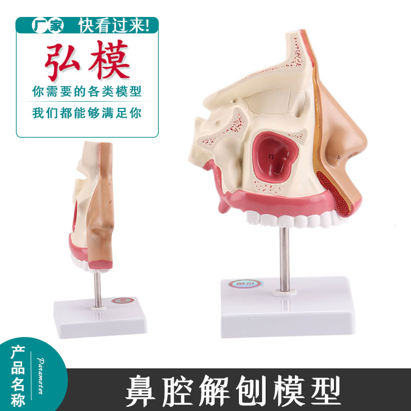 弘模人体医学鼻腔解剖学模型耳鼻喉呼吸科鼻腔内窥镜鼻子教具
