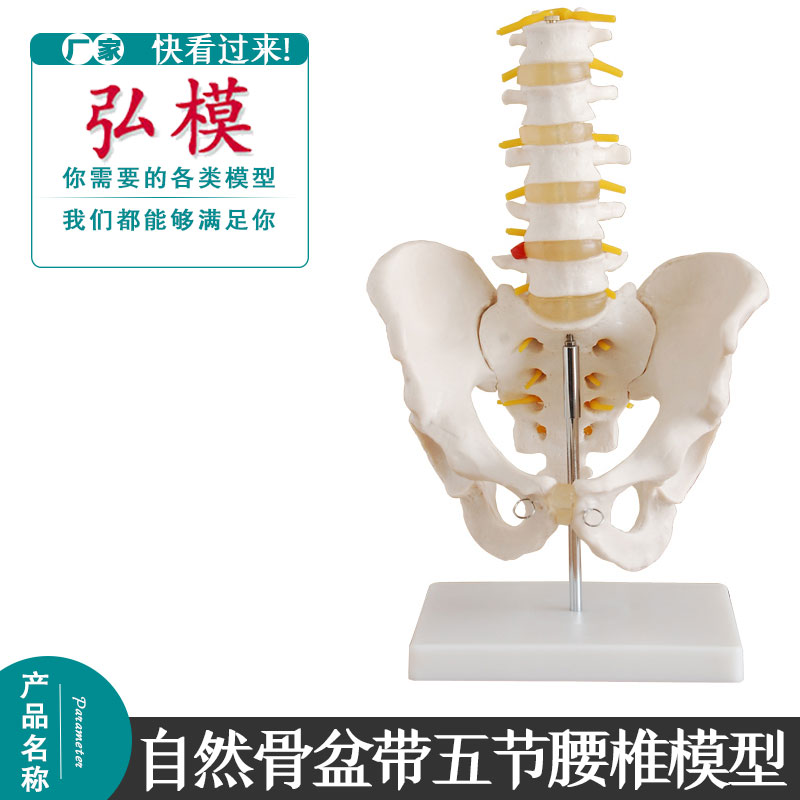 弘模自然大骨盆带五节腰椎模型脊柱教学模型骨科模型人体骨骼模型