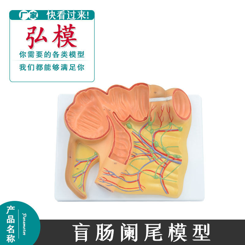盲肠阑尾模型回肠模型消化系统模具人体解剖模型人体肠教具模型人