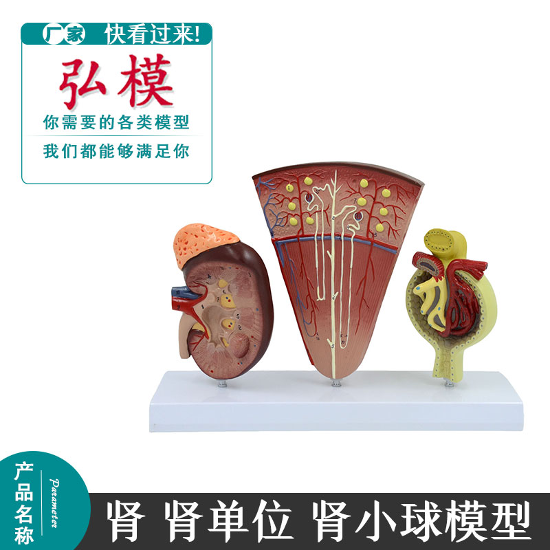 肾观察模型肾单位肾小球模型泌尿系统解剖结构人体肾模型