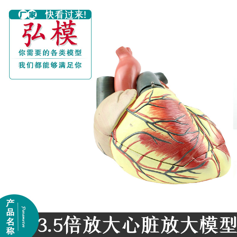 弘模放大三部件人体心脏模型医学用心内科 心血管教学解剖模型