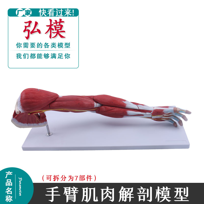 弘模人体全身肌肉附内脏器官解剖模型医学人体肌肉组织模型