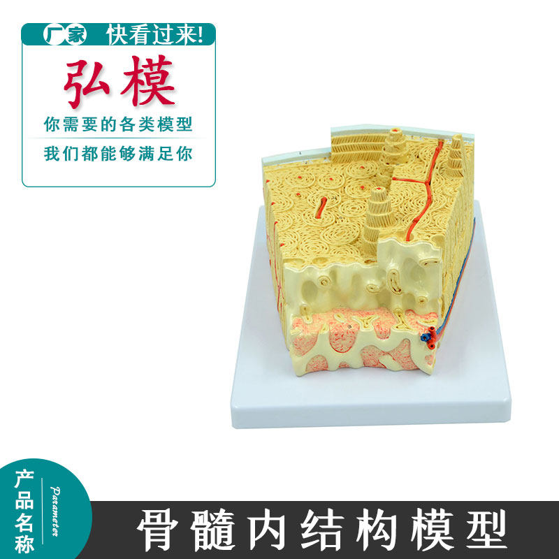 骨结构模型显微骨髓结构模型骨模具骨组织人体骨髓解剖模型教具