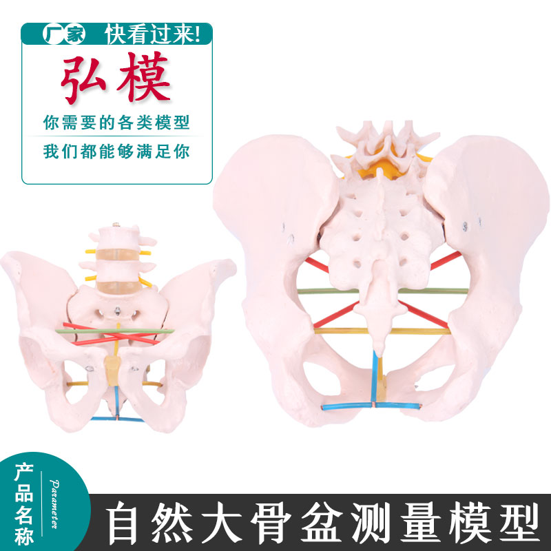 弘模骨盆测量示教模型 成人骨盆 腰椎结构 解剖结构精确盆腔模具