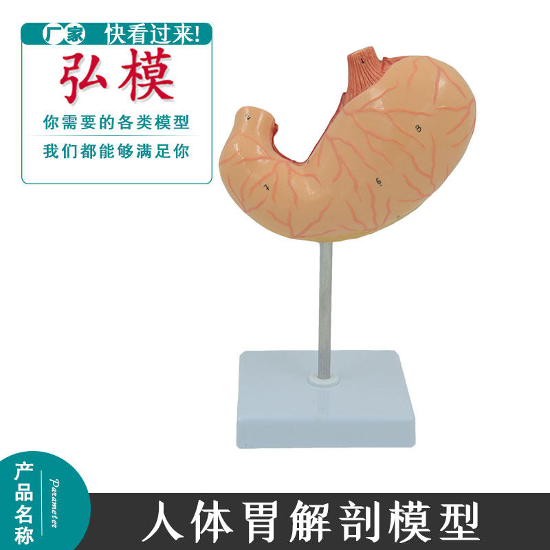 弘模胃模型胃解剖人体解剖模型 器官解剖模型 肠胃模型 教用医用