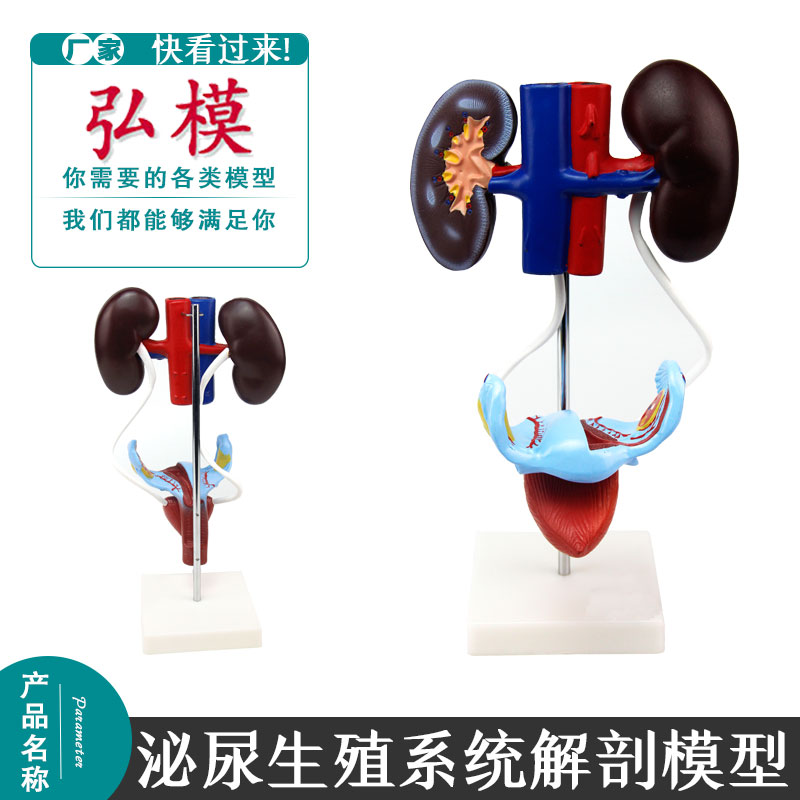弘模女性泌尿生殖系统解剖模型 生殖器解剖模型 肾脏模型人体标本