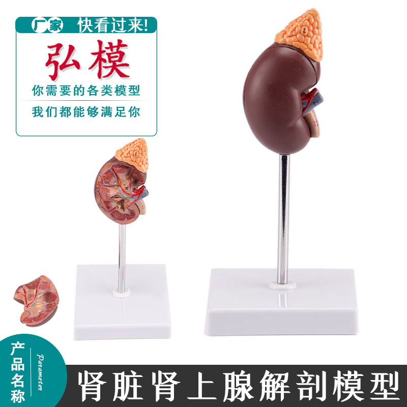 弘模1.5倍放大肾脏医学泌尿科解剖系统肾模型带数字标识模具模型