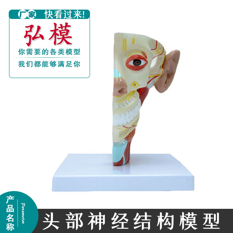 脑神经模型神经设备内科外科美容整形头部大脑模型头部神经模型