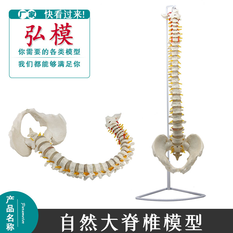 弘模正品自然大脊椎模具脊椎骨模特人体正骨模型腰椎骨模拟人