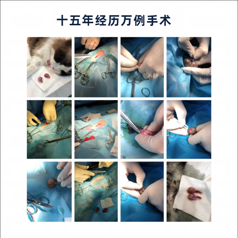 宠物绝育新趋势：公200母300，持证兽医微创上门绝育，宠物健康无忧！
