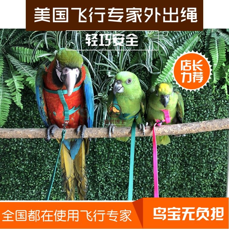US import flight expert parrot frisking out of rope for rope walking, bird towing training rope for outings to prevent escape