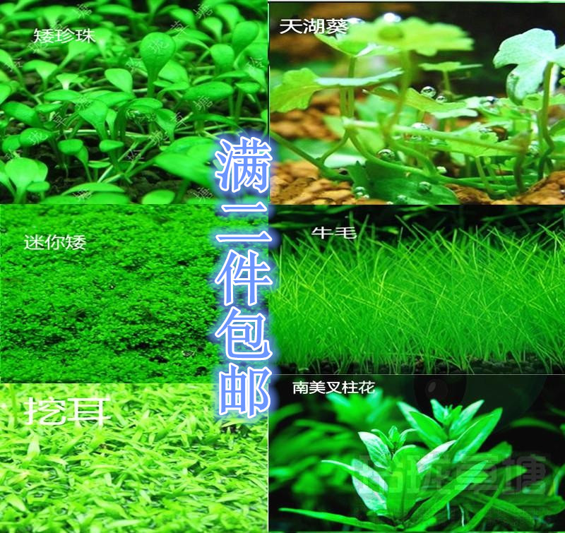 Foreground grass mini dwarf mini cow hair sky lake sunflower dwarf digging ear climbing dwarf pearl South American fork pillar flower aquatic grass landscape