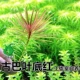 Куба оставляет красным 6 юаней 3