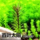 Beltain 6 Yuan 3 фильмы