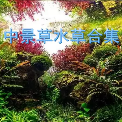 Zhongjing aquatic plant autotrophic underwater leaf Small water orchid Water demoiselle algae Rice ear Bubble dragon Small green pepper turf Money grass