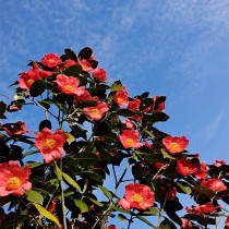 Source km High Alpine safflower Mountain tea oil 500ML