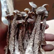 The Antlers Antler Mushrooms 200 gr