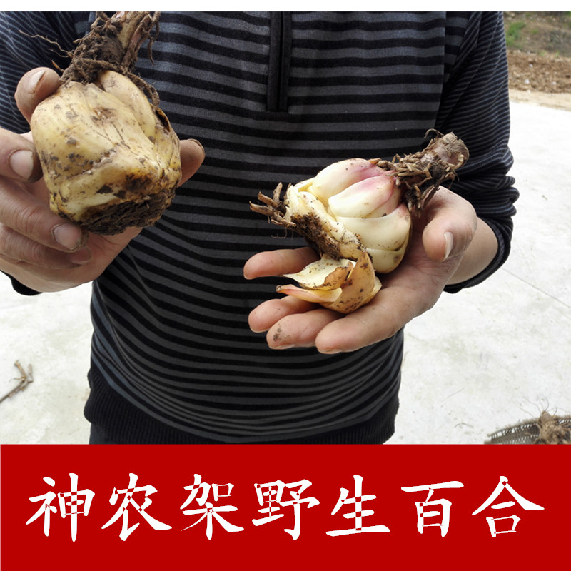 Shenon Range Lilies Lily Dry Non Sulfur Non Lanzhou Eats Lily Bulk Wild Natural Farm Lilies 250g