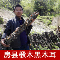 Shennongjia Fangxian Basswood Fungus Wild black fungus green non-polluting seed ear Autumn ear bowl ear 250g