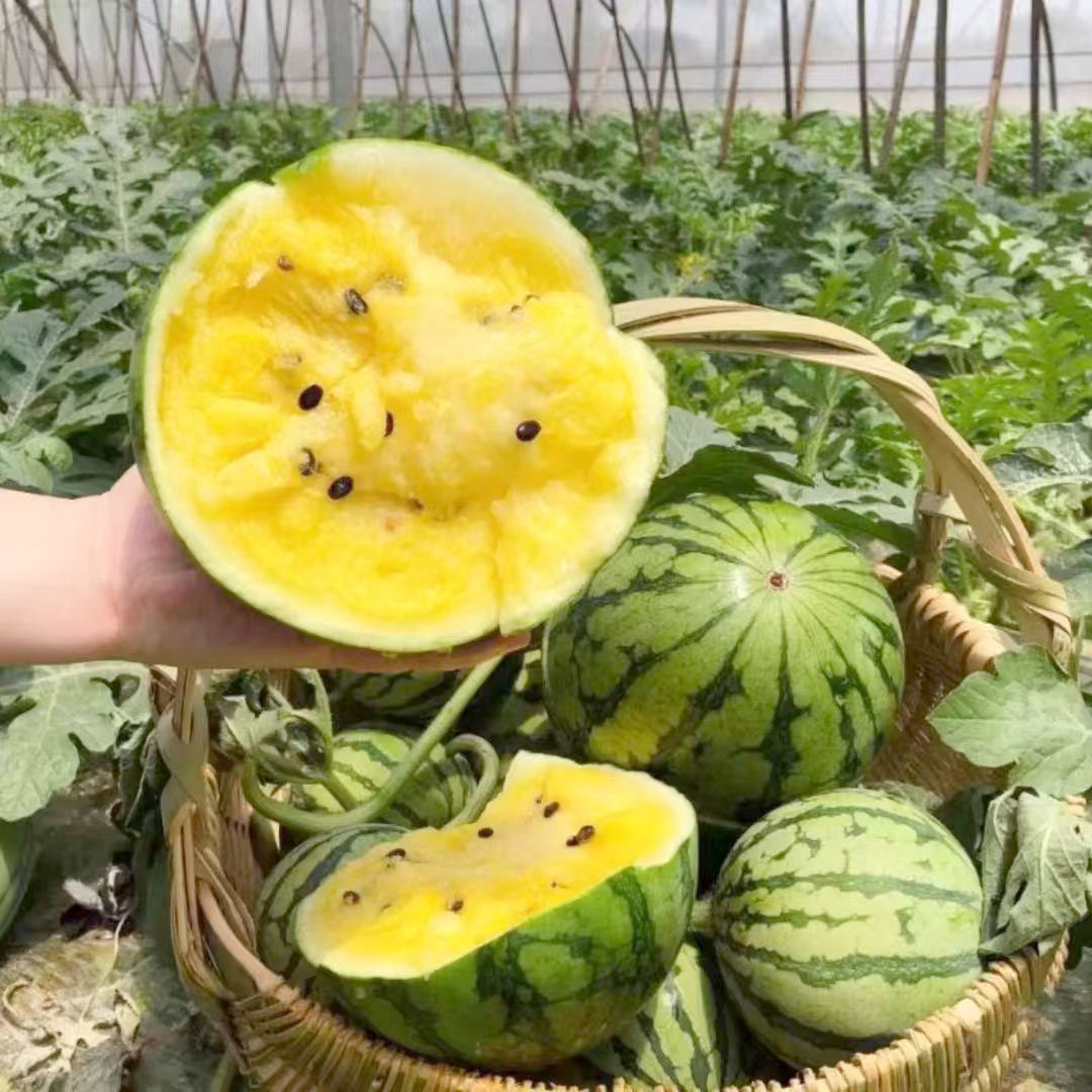 冰淇淋黄心西瓜和特小凤黄瓤手撕西瓜到底谁更胜一筹？2026年必知的水果选择之道