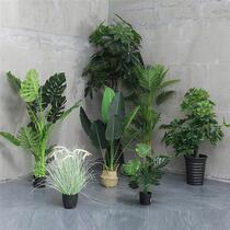 Simulated money tree simulated plant bird of paradise green plant potted plant interior decoration fake tree bonsai simulated traveler