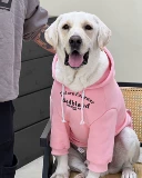 Большая собачья одежда для домашних собак, конфет, четырехцветную осенню