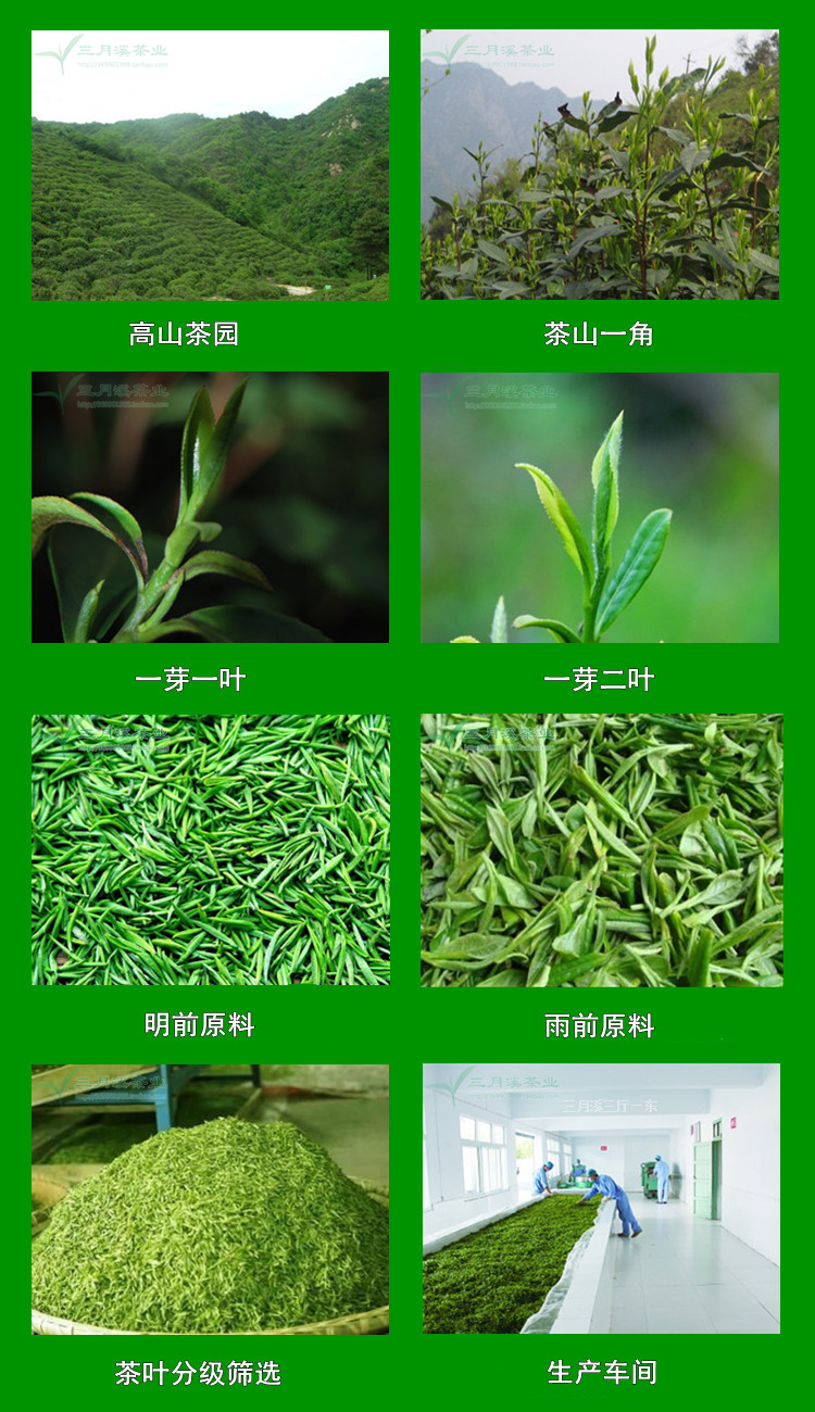 新茶信阳毛尖绿茶500克