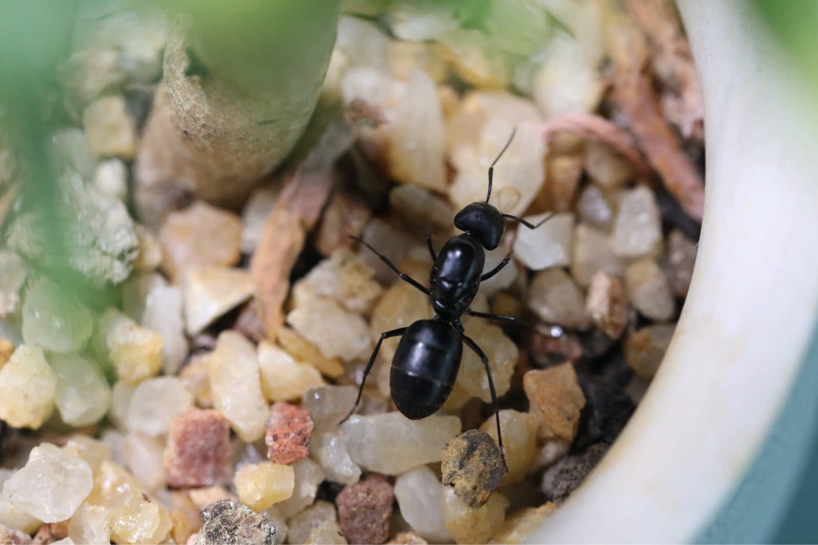Drifted snow-Ant-Man | Pet Ant | Japan Arch Back Colony of Origin China