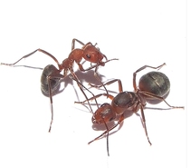 Falling Snow-Ant Pavilion ‖ Ishikari Red Ant 1 40 to 50 industrial origin northeast