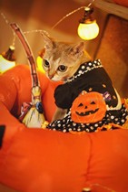 Pet Halloween cross-dressing pumpkin skirt single dog clothes cat and dog universal Yorkshire West Shi micro-body VIP