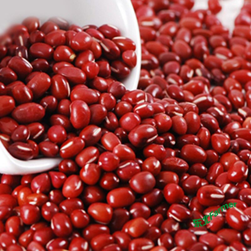 Large grain red small beans 5 catties Northeastern farmhouse Five cereals Cereals Cereals Non-Red Beans Make Bean Fillets Thin Sand 2500g