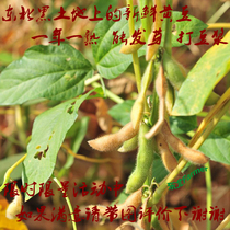 Farmers soybean soybean buds bean soybean slurry 5 kg of Jilin northeast Petroleum grain farmers 2500g