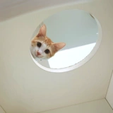 Кошка кошачья мебель строительна
