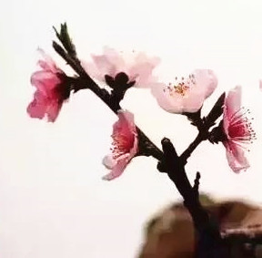 Beauty salon Z for single pack