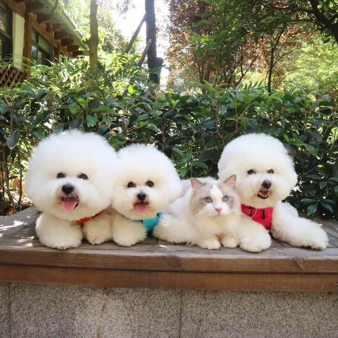 Temporary shelves big chong love