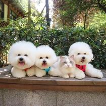 Temporary shelf big chong love