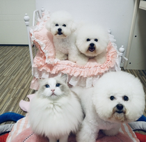 Soy pet little mini same pet bed cute lady cat den Kennel Dog House warm in winter can be removed and washed